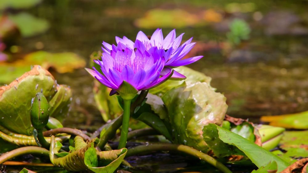 Lokvanj u ribnjaku kao primer biljke koja utiče na čistoću vode