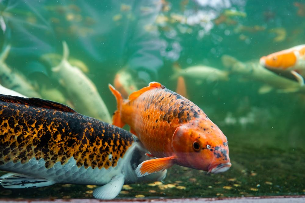 Ribe u ribnjaku plivaju u vodi čiji kvalitet zavisi od ravnoteže ekosistema