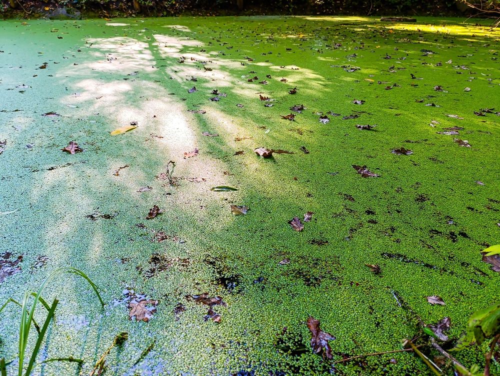 Površina ribnjaka prekrivena algama koje utiču na bistrinu i kvalitet vode